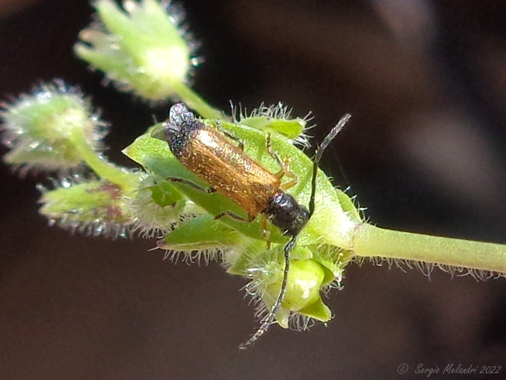 Cerambycidae ?  S, Tetrops praeustus, maschio